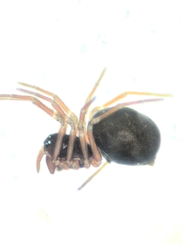 Erigonella ignobilis