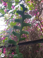 Disocactus anguliger