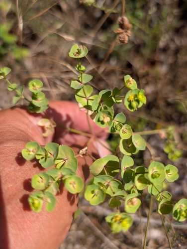 Corn Spurge