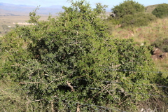 Searsia longispina, photograph (c) Tony Rebelo, some rights reserved (CC BY-SA)