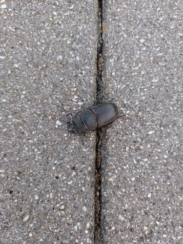 Lesser Stag Beetle