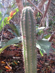 Pilosocereus catingicola