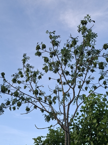 European ash
