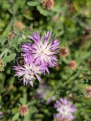 Rough Star-thistle
