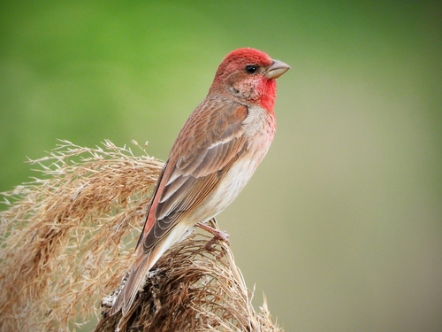 Common Rosefinch