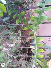 Disocactus anguliger