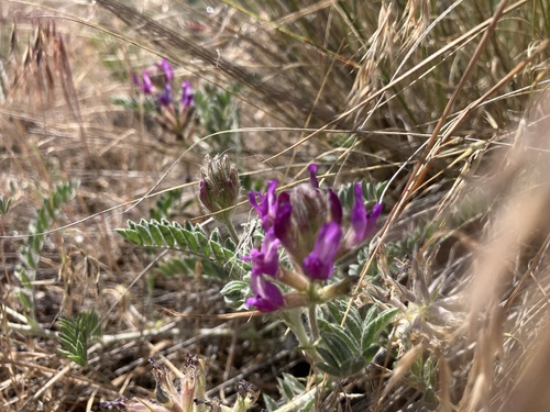 Astragalus inflexus observed 2026-05-24