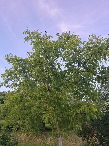 Persian walnut