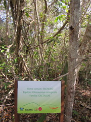 Pilosocereus catingicola