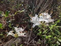 Rhododendron atlanticum