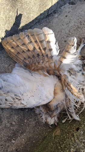 Western Barn Owl