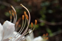 Rhododendron atlanticum