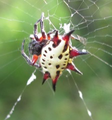 Gasteracantha sanguinolenta