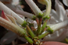 Rhododendron atlanticum