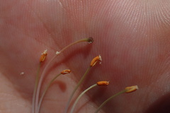 Rhododendron atlanticum