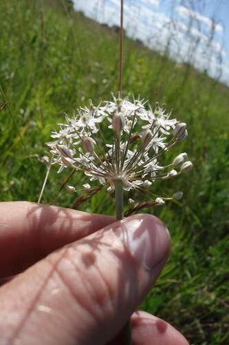 Allium decipiens, photograph 5
