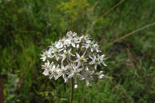Allium decipiens, photograph 4