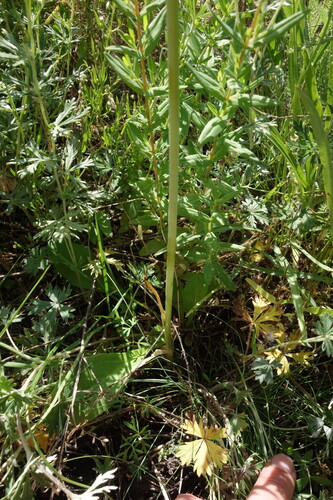 Allium decipiens, photograph 6