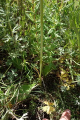 Allium decipiens, photograph (c) Aleksei Baushev, some rights reserved (CC BY)