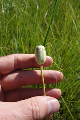 Fritillaria meleagroides, photograph (c) Aleksei Baushev, some rights reserved (CC BY)
