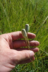 Fritillaria meleagroides, photograph (c) Aleksei Baushev, some rights reserved (CC BY)