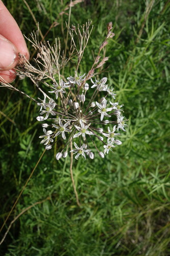 Allium decipiens, photograph 3
