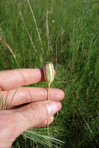 Fritillaria meleagroides, photograph 1