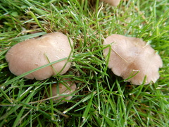 Calocybe carnea