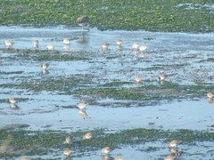 Calidris alpina