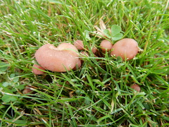 Calocybe carnea