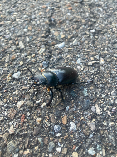 European Stag Beetle