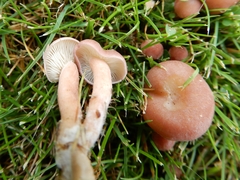 Calocybe carnea
