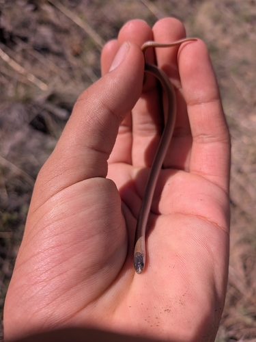Plains Black-headed Snake