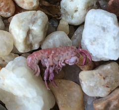 Platorchestia platensis