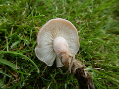 Calocybe carnea