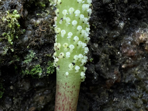 Peperomia arifolia, photograph 4