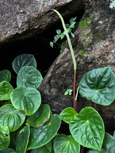 Peperomia arifolia, photograph 6