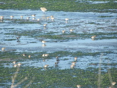 Calidris alpina