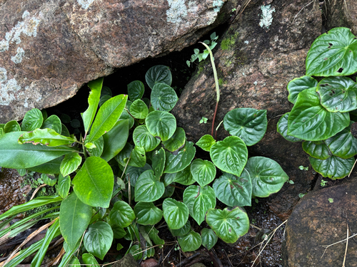 Peperomia arifolia, photograph 1