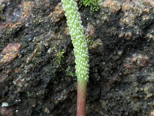 Peperomia arifolia, photograph 2