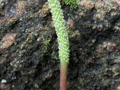 Peperomia arifolia, photograph topeuna, CC BY, iNaturalist via GBIF