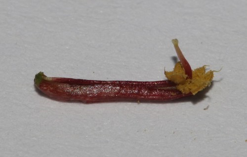Image of Indigofera pyricola by (c) Brian du Preez, some rights reserved (CC BY-SA)