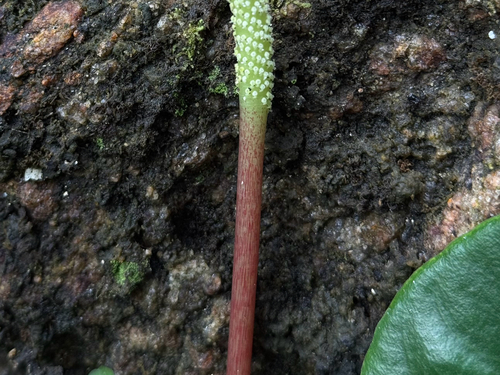 Peperomia arifolia, photograph 3