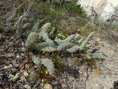 Opuntia basilaris brachyclada