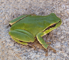 Hyla orientalis
