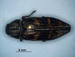 Buprestis consularis