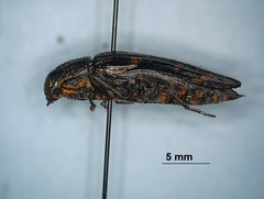 Buprestis consularis