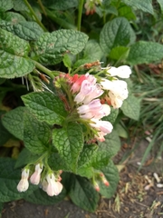 Symphytum × hidcotense