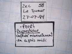 Buprestis consularis