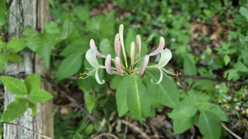 Common Honeysuckle